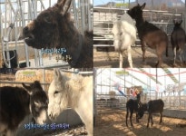 동물농장 당나귀 뭉치, 말썽쟁이라고요? 사실은 일편단심 해바라기