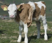 다리 여섯달린 송아지 릴리, 잘 자라고 있어