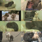 수컷들의 왕따 구타로 불면증 앓는 원숭이 복남이