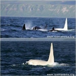 유령 킬러 고래로 불리는 하얀 범고래 포착, 빙산과 흡사