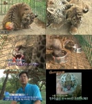 호랑이 나비, 동갑내기 재규어 늑대 괴롭힘 속 소심행동 왜?