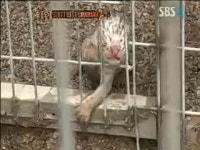 ‘동물농장’ 어미에 버려진 백호 3마리 구출…저체온 위험↑