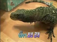 ‘동물농장’ 크로커다일 모니터 최초공개, 공룡 후예 가능성↑