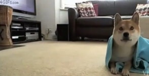 개란말이 하는 개, 담요 물고 뒹굴 계란말이 완성