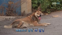 동물농장 주인 없는 집 지킨 복실이의 사연은?
