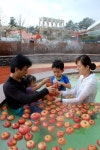 진짜 사과가 둥둥, 리솜스파캐슬 ‘사과통째스파탕’ 눈길
