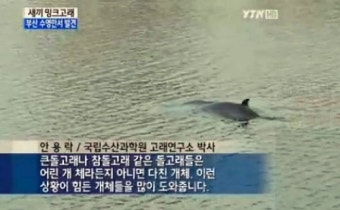 부산 밍크고래 발견…다음날 감쪽같이 사라진 사연