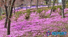 [T포토] 눈부신 진안 원연장마을 꽃잔디 동산