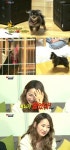 ‘인간의조건’ 예은 애완견 니뇨, 꼬꼬와 대결에서 참패 ‘폭소’