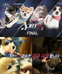 슈퍼독 TOP4 공개, 이치-수근이-코만도-초롱이