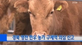 구제역 의심신고 한우, 음성으로 판명
