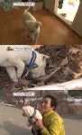 동물농장 가출견 진순이의 사연은?