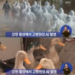 강원도 횡성 고병원성 AI 발생…방역초소 긴급 설치