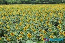 [발도장] 입장료가 무료?…제주도의 착한 해바라기 농장