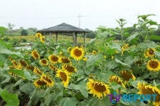 [발도장] 입장료가 무료?…제주도의 착한 해바라기 농장