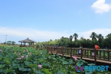 [발도장] 아름다운 연꽃들의 향연… 제주 연화지