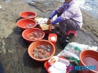 [발도장] 한국의 그랜드 캐니언…제주 용머리 해안