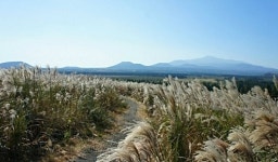 [발도장] 금빛 억새 물결…제주 산굼부리