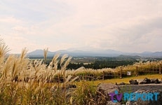 [발도장] 금빛 억새 물결…제주 산굼부리