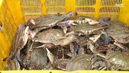 가을 꽃게, 홈플러스·이마트·롯데마트 가격전쟁