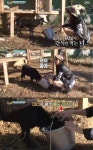 즐거운 가 민아, 도착하자마자 염소 테리우스 챙겨 엄마 미소