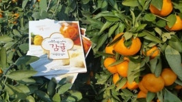 감귤 활용법 알린다…서귀포농업기술센터, 감귤사용설명서 제작