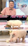 스타킹 강호동, 돼지삼형제 등장에 가장 반가운 동물 폭소