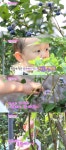 오마베 주안 내 사랑 블루베리 콧노래 절로