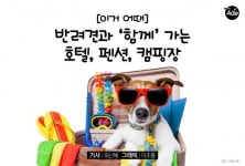 반려견과 함께 가는 호텔, 펜션, 캠핑장