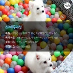 반려견과 함께 가는 호텔, 펜션, 캠핑장