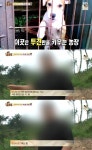 ‘동물농장’ 투견 현장 고발, 진 개의 행방은?