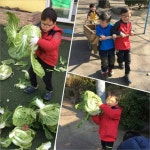 배추 뽑기→김장 담그기 척척…삼둥이, 따뜻한 겨울나기
