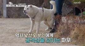 ‘개훌륭’ 강형욱, 난폭犬 짜우 위한 솔루션 “집 안으로 들여야..”