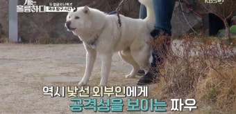 ‘개훌륭’ 강형욱, 난폭犬 짜우 위한 솔루션 “집 안으로 들여야..”