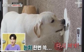 ‘개훌륭’ 파괴왕이 된 반려견, 피해금액만 3천만 원... 강형욱의 해결책은?