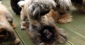 개판 더 글로리 탄생...왕따 복수하는 페키니즈 (동물농장)