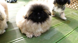 개판 더 글로리 탄생...왕따 복수하는 페키니즈 (동물농장)