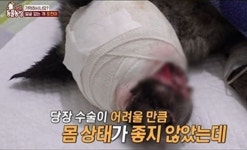 사람에 얼굴 빼앗긴 유기견, 새 주인 만났다...이번엔 행복하길 (동물농장)