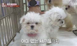 허가 받은 번식장서 나온 강아지 사체들...작고 예쁜 개 수요 때문 (동물농장)