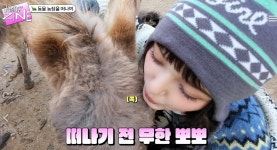 뉴진스 다니엘, 알파카한테 침 맡고도 사랑스러운 미소