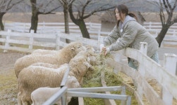 뉴진스 혜인, 일일 목장 체험...똥 푸다 현타