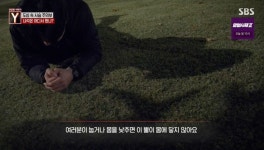 보초까지 섰다 광교 습격 사슴, 송아지 집 근처에서 포획된 이유는 (궁금한이야기Y) [종합]