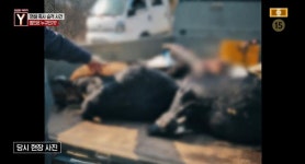 염소 40마리 잔인하게 살해한 진범 공개…무서워서 골프채 들고 다녀 (궁금한 이야기Y)