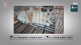 길고양이 수장시킨 동물 학대범… 전문가 내면의 폭력성 해소하는 것 (궁금한 Y)