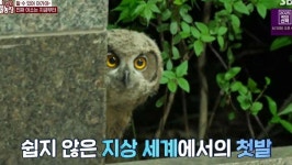 역대급 감동+울림 선사했다는 수리부엉이 둘째 이야기 (TV동물농장)