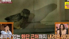 역대급 감동+울림 선사했다는 수리부엉이 둘째 이야기 (TV동물농장)