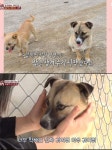 오빠만 보면 화가 나 역대급 예민견, 시청률은 최고 6%까지 (TV동물농장)