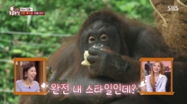 더위도 서열은 못 막는다… 사자·오랑우탄의 신박한 여름나기 (TV 동물농장)