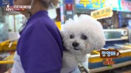 할머니만 보면 어부바 해달라며 깡충깡충… 미니 비숑의 사연은 (TV 동물농장)