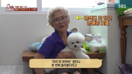 할머니만 보면 어부바 해달라며 깡충깡충… 미니 비숑의 사연은 (TV 동물농장)